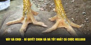 vay-ga-choi-bi-quyet-chon-ga-da-tot-nhat-ca-cuoc-hello88